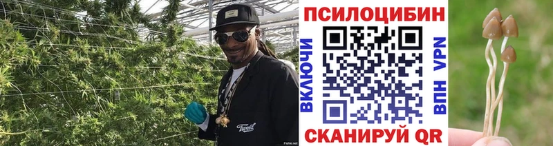 купить   Весьегонск  Галлюциногенные грибы Psilocybe 